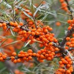 облепиха на ветке