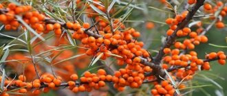 sea buckthorn on a branch