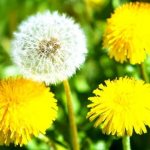 Dandelion: medicinal properties and contraindications