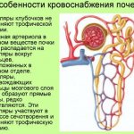 Features of the blood supply to the kidneys