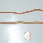 особи аскариды