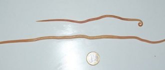 roundworm specimens