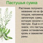 Пастушья сумка. Лечебные свойства, рецепты применения, противопоказания. Цена препаратов