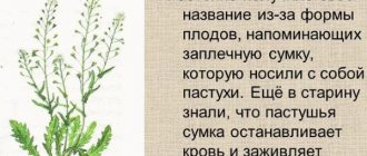 Пастушья сумка. Лечебные свойства, рецепты применения, противопоказания. Цена препаратов