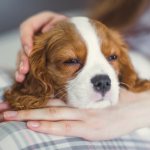 First aid for suspected enteritis in dogs
