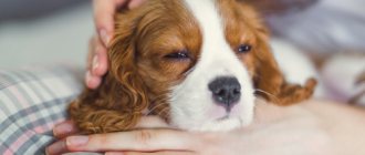 Первая помощь при подозрении на энтерит у собак