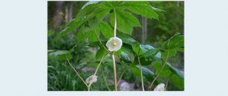 подофилл щитовидный