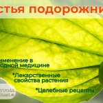 Подорожник большой