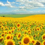 Oil sunflower belongs to the Asteraceae family