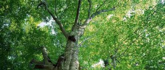Benefits and uses of aspen