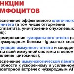 Increased lymphocytes in the blood of women. Causes, norm by age, treatment 