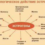 Повышенный эстроген у женщин. Причины, симптомы и лечение. Последствия игнорирования