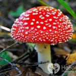 Poisonous mushrooms may be the cause of exogenous intoxication