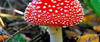 Причиной экзогенной интоксикации могут быть ядовитые грибы