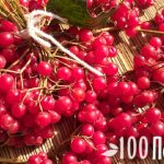 пучок спелой калины