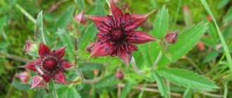 Сабельник болотный