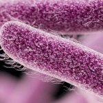 Шигеллы под микроскопом