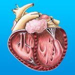 Симптомы кардиопатии