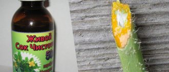 Сок чистотела от бородавок