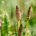 Horsetail stem