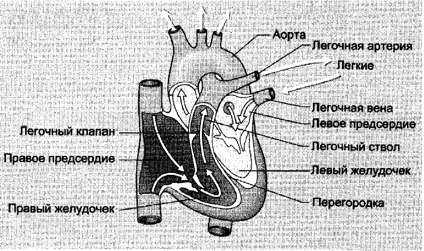 Легочная артерия где находится у человека схема расположения