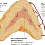 Строение надпочечников