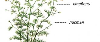 Строение ромашки аптечной