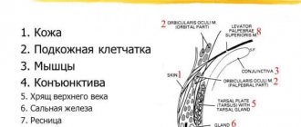 строение века