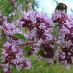 Так растёт душица