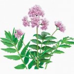 тенотен детский инструкция со скольки лет