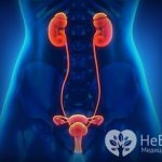 Тестостерон у женщин вырабатывается надпочечниками и яичниками