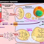 Thyroid peroxidase is an enzyme actively involved in the synthesis of thyroid hormones.