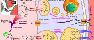 Тиреопероксидаза – фермент, принимающий активное участие в синтезе гормонов щитовидной железы