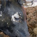 трихофития