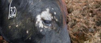 трихофития