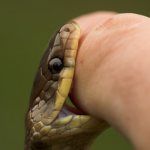 Укус змеи: симптомы, основные осложнения, первая помощь