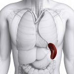 Увеличение селезенки