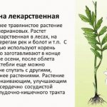 Валерьяна в таблетках, настойка. Полезные свойства, инструкция, как принимать. Противопоказания
