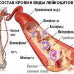 Виды лейкоцитов