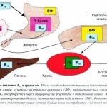 Витамин B12 в организме