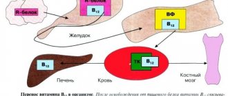 Витамин B12 в организме