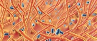 The causative agent of whooping cough in children quickly dies in the external environment