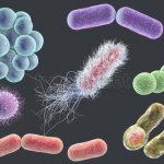 Вредные для человека бактерии