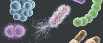 Bacteria harmful to humans